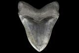 Serrated, Megalodon Tooth - Collector Quality #69759-1
